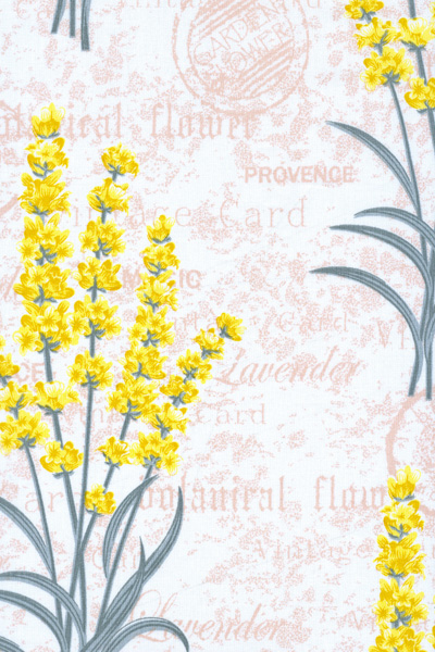 LAVANDA 2