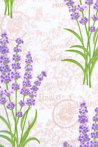 LAVANDA 3